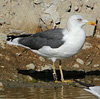 ad LBBG in October, ringed in the U.K. (153884 bytes)